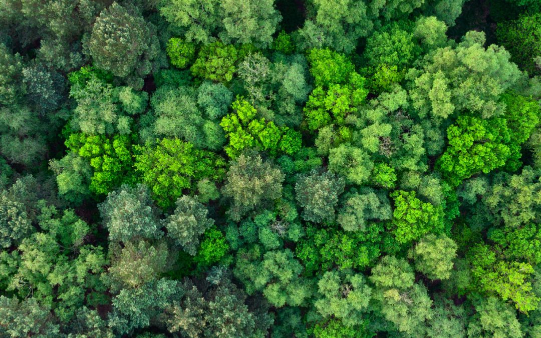 Whitefox 2022 | A Year in Review, and Looking Towards the Future