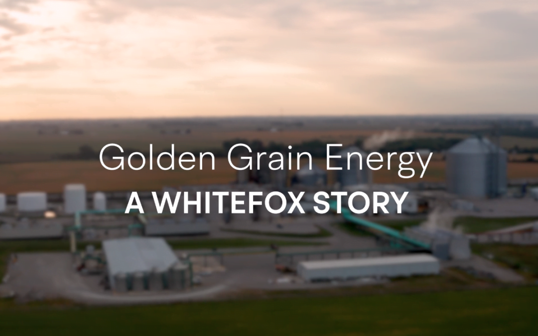 Golden Grains – A Whitefox Story